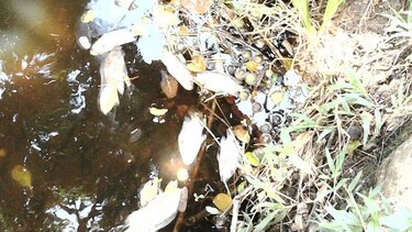 Suspenden servicio de agua en Isla Colón por posible contaminación