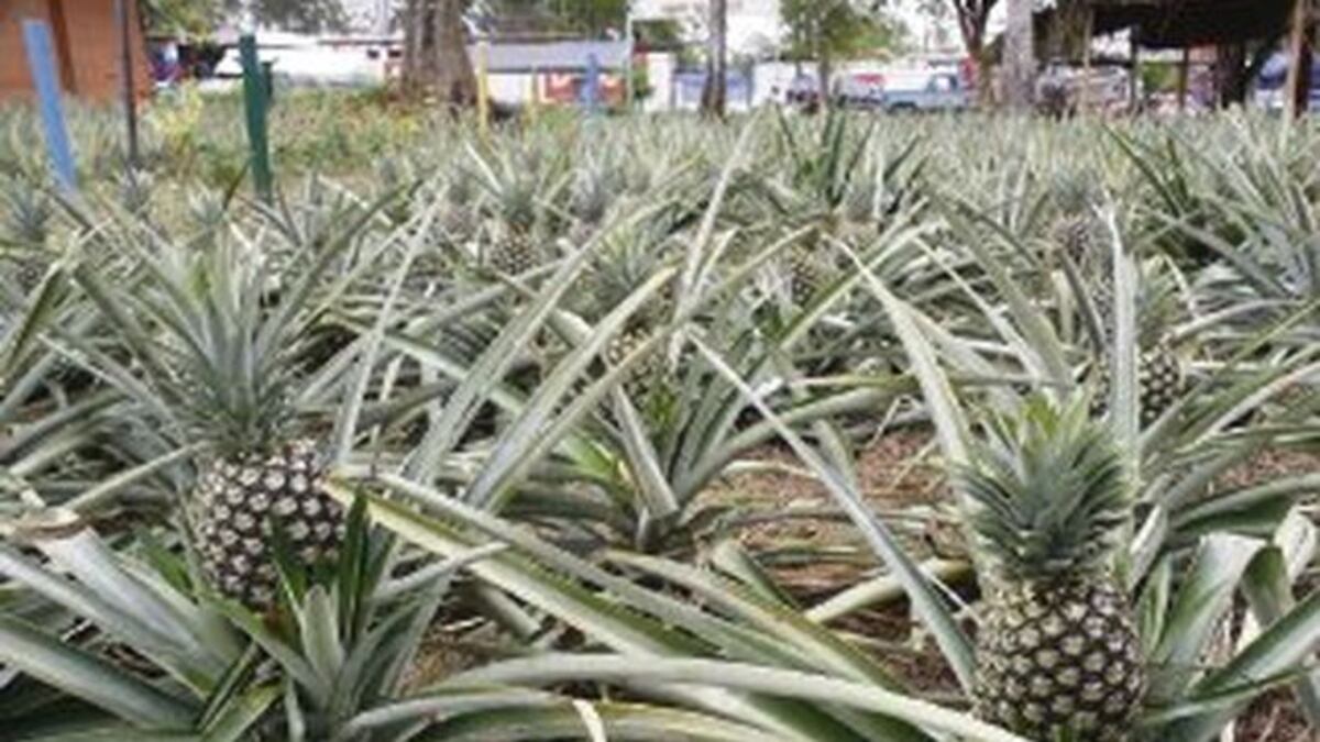 Piña local mantiene su exportación | La Prensa Panamá