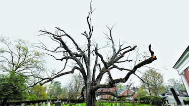 Dicen adiós a árbol de 600 años