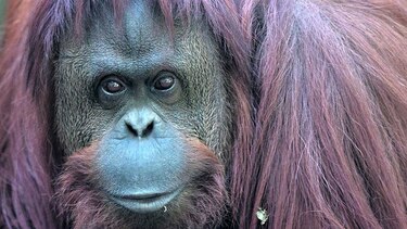Fallo a favor de la orangután ‘Sandra’