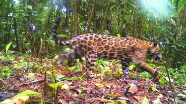 Tras la pista del jaguar