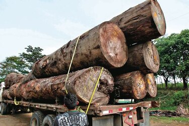 Ministerio Público investiga 57 casos por supuestos delitos contra el ambiente en Darién