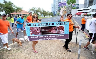 Realizan caminata en contra del maltrato animal