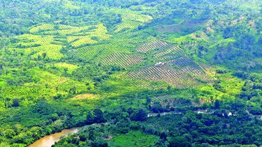 Nuevas medidas para detener la palma aceitera