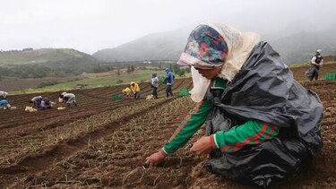 Escasez de cebolla por altos precios y baja producción local