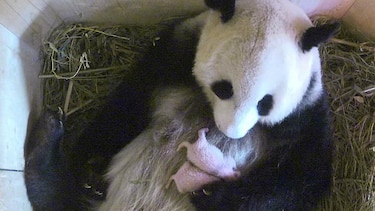 Una panda da a luz mellizos