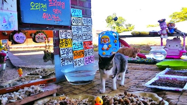 Gatos Callejeros, lo más visto en la web en Corea