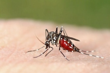 Identifican nuevas variantes genéticas resistentes a la malaria