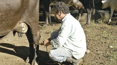 Extienden pago de subsidio a productores de leche grado C