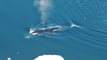 Las ballenas boreales, prolíficas compositoras e intérpretes