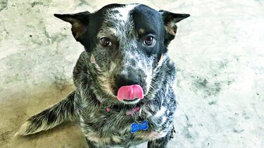 El juguetón de Bruno