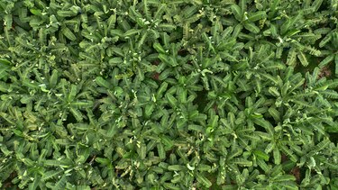 ‘Bananalandia’: una tierra secuestrada por la desidia y los juegos de poder