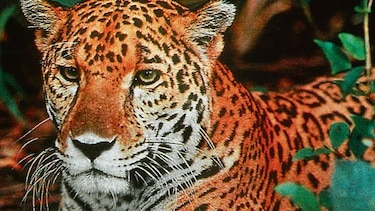 Capturan a un traficante de colmillos de jaguar en Bolivia