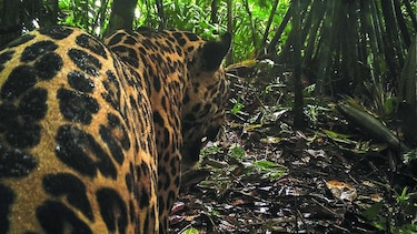 Una oportunidad para el jaguar