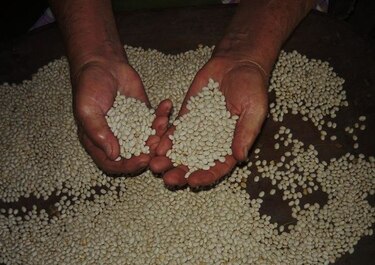 Agricultores de Azuero alertan que peligra futura siembra del quimbol