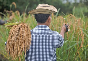 ¿Subirá el precio del arroz? Costos se disparan y crece presión por importación