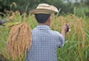Arroz: productores descartan desabastecimiento pese a caída en la siembra e implementan tecnología contra el cambio climático