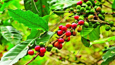 La pandemia amenaza la próxima  cosecha de café 
