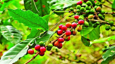 La pandemia amenaza la próxima cosecha de café