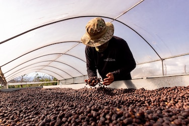 El legado: cómo comenzó la revolución del café de especialidad en Panamá