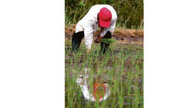 Aumento en cartera agropecuaria del BNP