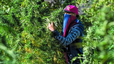 Ruta marroquí del cannabis