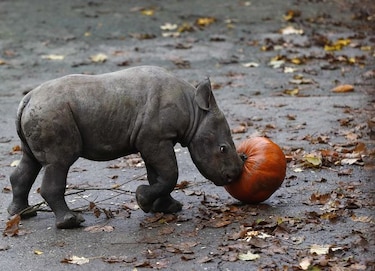 Celebran nacimiento de rinoceronte en zoológico checo