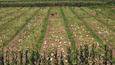 Reactivar agro en Azuero requiere $580.6 millones