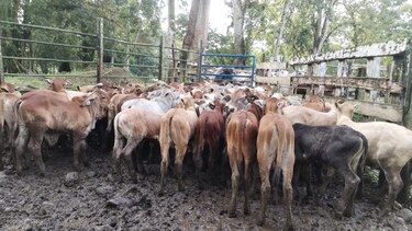 Detectan caso de rabia silvestre en Los Santos: ¿qué es y cómo se combate?