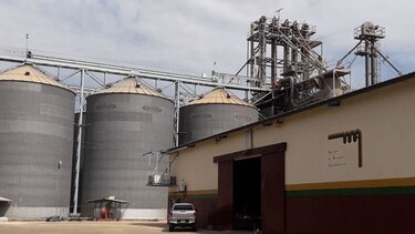 Maiceros santeños denuncian que empresas se rehúsan a comprar el grano que producen