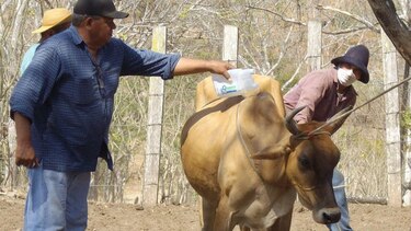 Vacunan a más de 180 mil reses en Los Santos