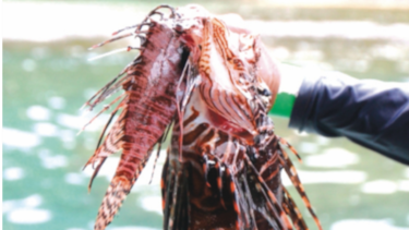 Suez abrió paso a las especies invasoras hacia el Mediterráneo 