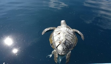 El Salvador indaga si muerte de tortugas está relacionada con alga tóxica