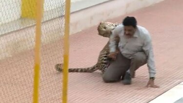 Video: Leopardo entra a una escuela en India y deja tres heridos