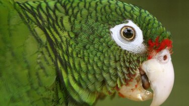 Liberan a la vida silvestre 15 cotorras puertorriqueñas