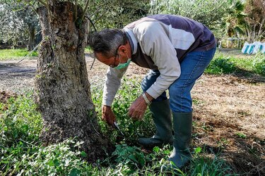 Cambio climático amenaza el cultivo milenario de los olivos en Chipre