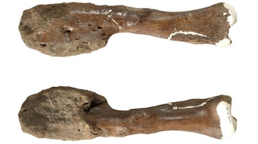 Los dinosaurios también tuvieron cáncer, afirman científicos