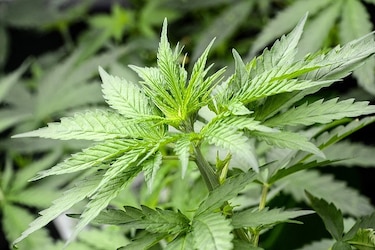 Costa Rica aprueba legalización de cannabis medicinal