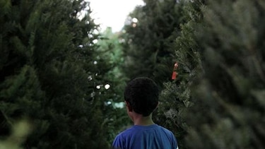 Crece alquiler de árboles de Navidad que luego son trasplantados