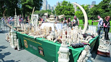 Pulverizan marfil en Central Park