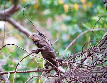 Especie invasora de América amenaza a iguana de las Antillas