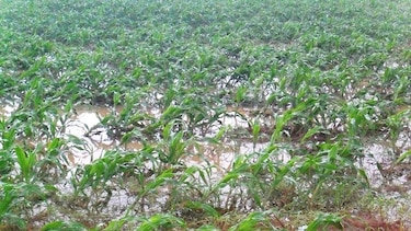 Los Santos: Piden una evaluación tras efectos de lluvias en cultivos agrícolas