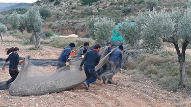 Padrinazgo de olivos inyecta vida a un pueblo en la España despoblada