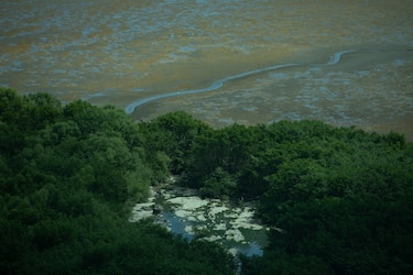 Dos anteproyectos de ley ponen en peligro manglares de la bahía de Panamá