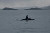 Septiembre oceánico 2025: Seguridad, biodiversidad y límites marinos