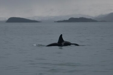 Septiembre oceánico 2025: Seguridad, biodiversidad y límites marinos