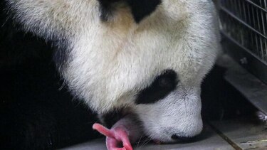 Nacen dos pandas gigantes gemelos en Bélgica