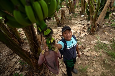 ‘Bananalandia’: una tierra secuestrada por la desidia y los juegos de poder