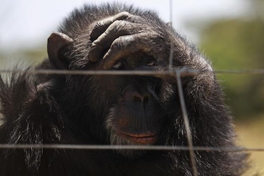 Descifran el lenguaje de gestos de los chimpancés