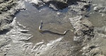 Avistan dos especies marinas peligrosas para los bañistas